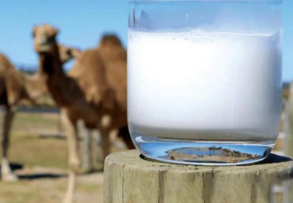 能降血糖、更有营养？专家提醒：高价骆驼奶还有很多“不确定”